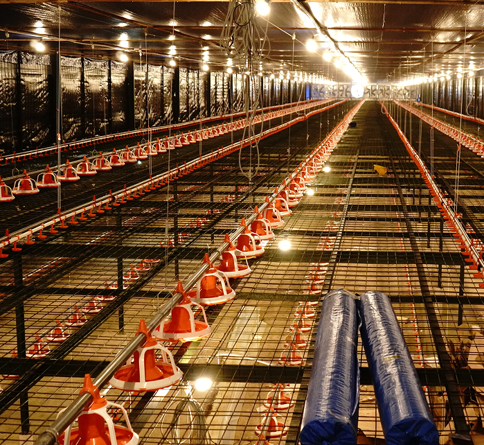 KANDANG AYAM CLOSE HOUSE CHSP LEBAK SERANG